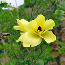Image result for Bauhinia tomentosa