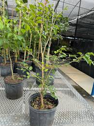 Image result for Eugenia aschersoniana