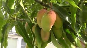 The desert willow is native to california and the southwest. Mangos In Northern California Youtube