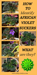 Best potting mix for african violets how to make soil for african violets. African Violet Suckers What Are They And Removal Baby Violets African Violets African Violet Pots Violet Plant