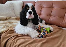 Image result for americký kokršpaněl