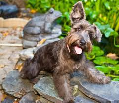 Miniature Schnauzer Grooming Haircuts Canna Pet