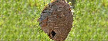 We are specialists at eliminating pests at residences and commercial properties. Commercial Pest Control Termite Inspections La Salle Il