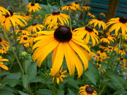 Image result for Rothia hirsuta