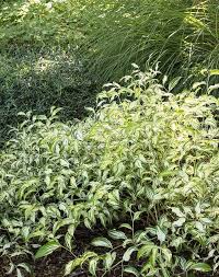 12 Gorgeous Perennials That Love The Shade Shade Garden Shade Plants Shade Garden Plants