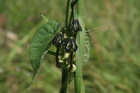 Image result for Ceropegia papillata