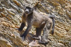 Image result for Sacciolepis rigens