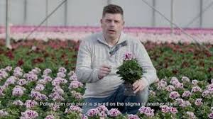 Beginner exposure regal pelargoniums are the sophisticated relatives of the geranium family, sometimes. Regal Pelargonium Growers Plant Cultivation And Geothermal Heat Youtube