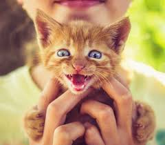How To Care For A Sick Kitten Hill S Pet