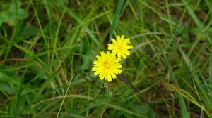 Plant does not set seed, flowers are sterile, or plants will not come true from seed. Cat S Ear Dandelion Nc State Extension Publications