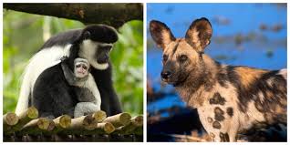 We did not find results for: 20 Animals Only Found In Africa And Why They Re Worth A Trip