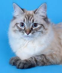 nevskaya maskaradnaya koshka foto originalnaya dlinnosherstnaya krasavica smotri bolshe http kot pes com nevskaya mask beautiful cats pretty cats cat aesthetic