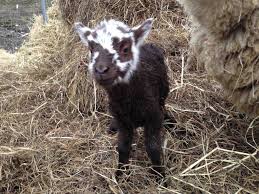 Because we respect your right to privacy, you can. Easy Shepherding With Shetland Sheep