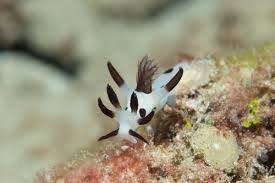 【BE-PAL】キャンプ