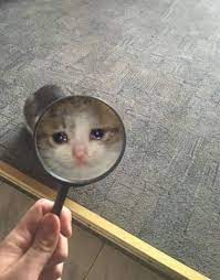 Magnified Crying Cat Cat Tags Cats Kittens