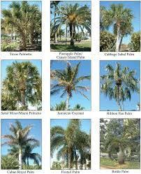 Image Result For Palm Tree Identification Chart Palm Tree