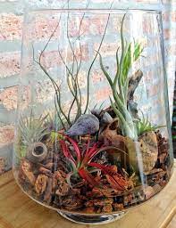 Large Low Maintenance Air Plant Terrarium A Unique Birthday Or Fathers Day Gift Terrario De Orquideas Epifitas Exibicao De Planta De Ar