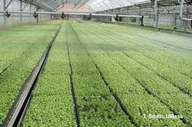 They have the ability to form new roots (called adventitious roots) along their stems, which help the plants grow more vigorously. Greenhouse Floriculture Fertilizing Bedding Plant Seedlings Umass Center For Agriculture Food And The Environment
