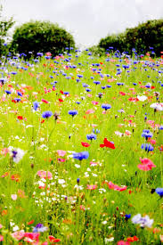 You Me Baby Pickin Wild Flowers Blumen Wiese Schone Blumen Blumenfotos