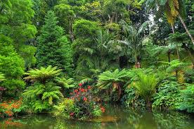 A collection of the top 66 dark pc wallpapers and backgrounds available for download for free. Rainforest 1080p 2k 4k 5k Hd Wallpapers Free Download Wallpaper Flare