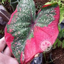 Tanaman hias peace lily sepatu filum: Jual Bibit Tanaman Keladi Baret Merah Hijau Bibit Tanaman Hias Keladi Baret Daun Caladium Sp Unik Inkuiri Com