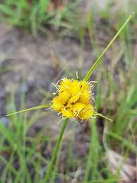 Image result for Cyperus obtusiflorus