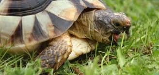 Tortoise Food And Diet Advice Exoticdirect