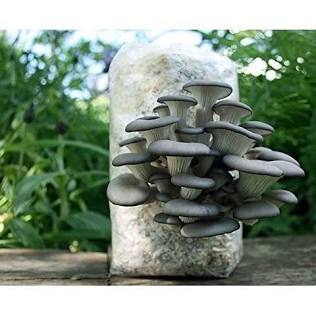 Oyster mushrooms ready for harvest from a substrate bag, AI generated