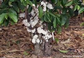 Image result for Pleiocarpa