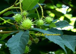 We did not find results for: Famiglia Delle Sapindaceae Hippocastanaceae Gruppi Di Cammino Di Bollate