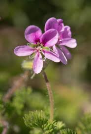 Image result for Pelargonium grossularioides