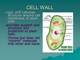 What organelle gives plant cell shape. 1 Basic Structures In Cells Organelles Tiny Cell Structures That Carry Out Specific Functions For The Cell Ppt Download