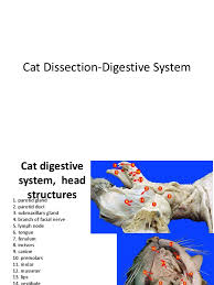 Check spelling or type a new query. Cat Digestive System Stomach Human Digestive System