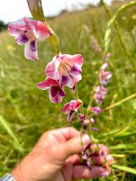 Image result for Gladiolus crassifolius