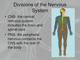 Thus, if the spinal cord is injured or affected. Nervous System Grade 10 What Is The Nervous System In The Simplest Form The Nervous System Is An Organ System Specifically Designed To Sense The Environment Ppt Download
