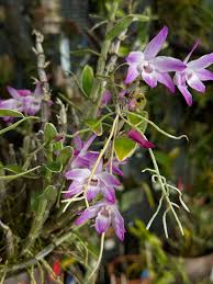 Image result for Microcoelia physophora