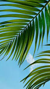 The Latest Iphone11 Iphone11 Pro Iphone 11 Pro Max Mobile Phone Hd Wallpapers Free Download P Tree Hd Wallpaper Leaves Wallpaper Iphone Iphone Wallpaper Sky