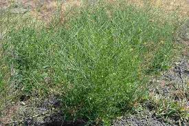 Image result for Sisymbrium orientale