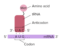 Trnas And Ribosomes Article Translation Khan Academy