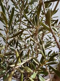 Ist Mein Olivenbaum Vertrocknet Vitalitatstest Fur Eure Olive Olivenbaum Baum Pflanzen