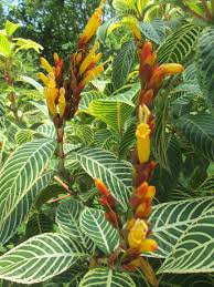 Image result for Sanchezia speciosa