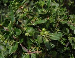 Image result for Rytigynia bridsoniae