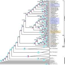 Image result for Ochna leptoclada