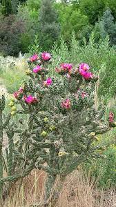 Image result for Opuntia imbricata