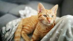 They can come into heat every two to three weeks, for seven to 10 days, beginning in early spring and winding down in late autumn as the hours of daylight decrease (a cat needs at least 12 hours of daylight for a normal cycle). How Long Cats Stay In Heat