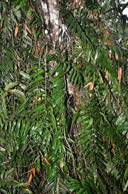 Image result for Stenochlaena