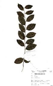 Image result for Diospyros consolatae