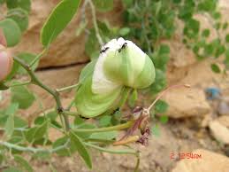 Image result for Capparis cartilaginea