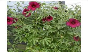 Image result for Hibiscus cannabinus