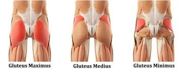 These muscles, including the gluteus maximus and the hamstrings, extend the thigh at the hip in support of the body's weight and propulsion. Dumbbell Stiff Leg Deadlift 101 Form Benefits And Variations